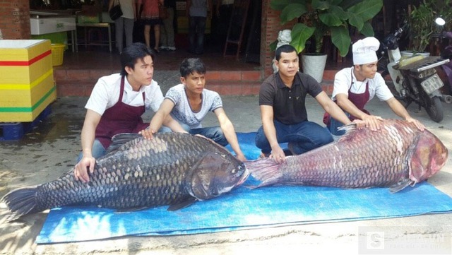 Cặp cá hô khủng mới được thương lái ở Sài Gòn mua về