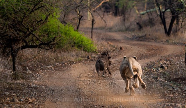 Nhiếp ảnh gia Heidi Watson ghi lại được cảnh tượng sư tử rượt đuổi lợn lòi trong khu bảo tồn động vật hoang dã Rhino River Lodge ở Nam Phi.