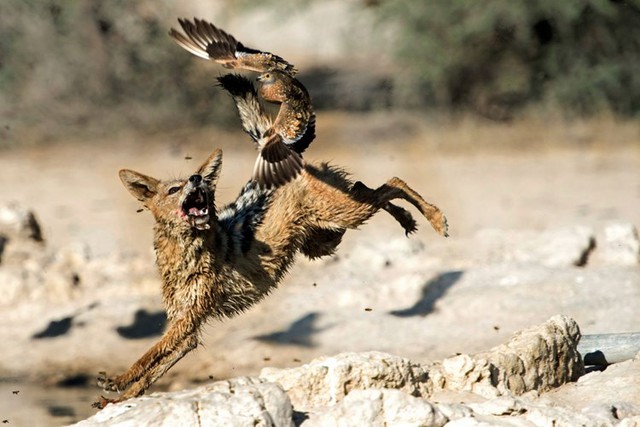 Chó rừng săn chim bồ câu trong công viên quốc gia Kgalagadi Transfrontier, nằm giữa biên giới Nam Phi và Botswana.