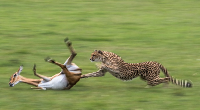 Nhiếp ảnh gia Paul Goldstein ghi lại cảnh tượng báo gấm truy sát một con linh dương đang mang thai trong vườn quốc gia Masai Mara, Kenya.