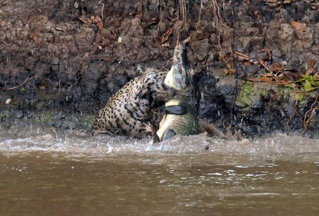Hướng dẫn viên du lịch Leen Gillis, 33 tuổi, ghi lại cảnh tượng báo gấm vật lộn với cá sấu khổng lồ suốt 20 phút dưới sông ở Brazil.