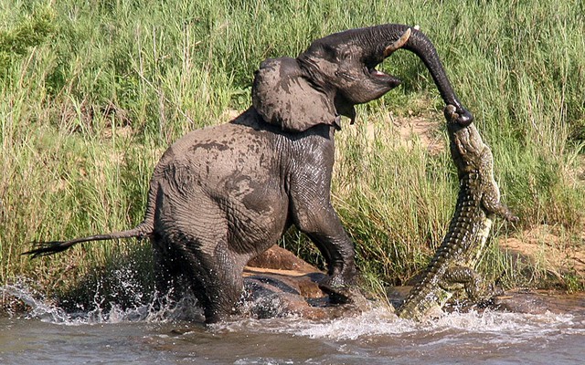 Nhiếp ảnh gia Ashley Lewis ghi được cảnh tượng voi quyết chiến với cá sấu trong khu bảo tồn động vật hoang dã Sabi Sands, Nam Phi.