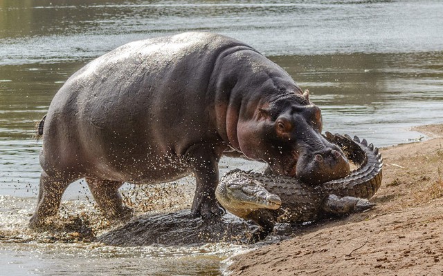 
Hà mã mẹ tức giận tấn công cá sấu để bảo vệ con tại hồ Panic trong vườn quốc gia Kruger, Nam Phi.
