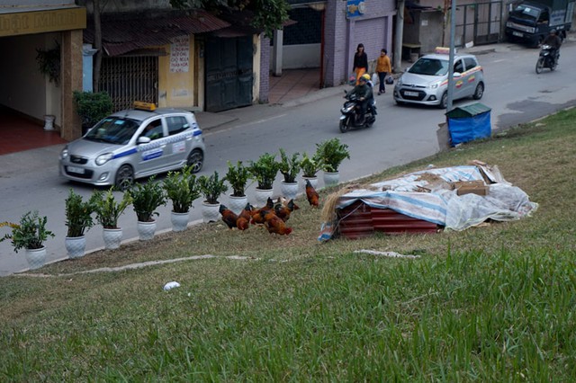 Tăng gia, nuôi gà, trồng rau, đê điều