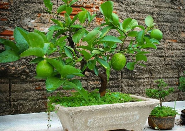 
Bonsai chanh.
