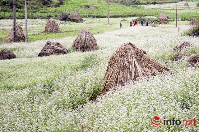 Hoa tam giác mạch đã trở thành một đặc sản du lịch Hà Giang.