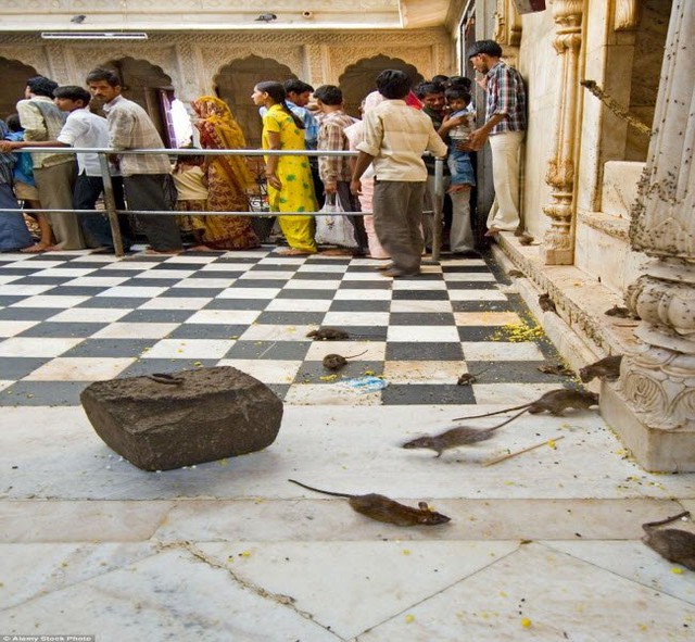
Theo luật lệ của ngôi đền, người nào nhỡ chân giẫm chết chuột thì phải mua tượng chuột bằng vàng hoặc bạc đặt vào trong đền để chuộc tội.
