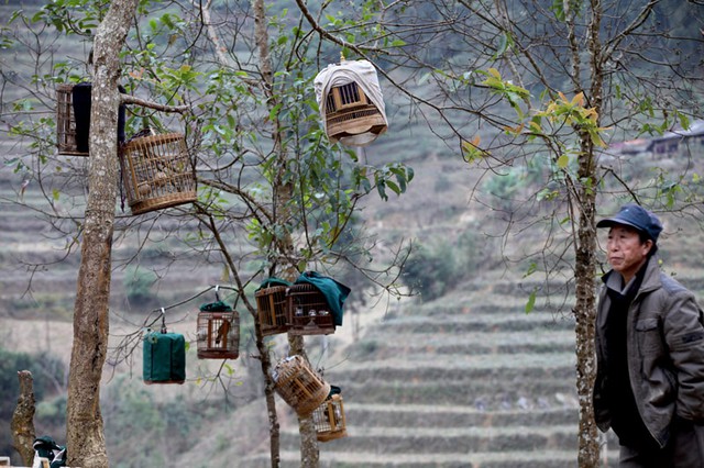 Chợ phiên, chợ chim, họa mi