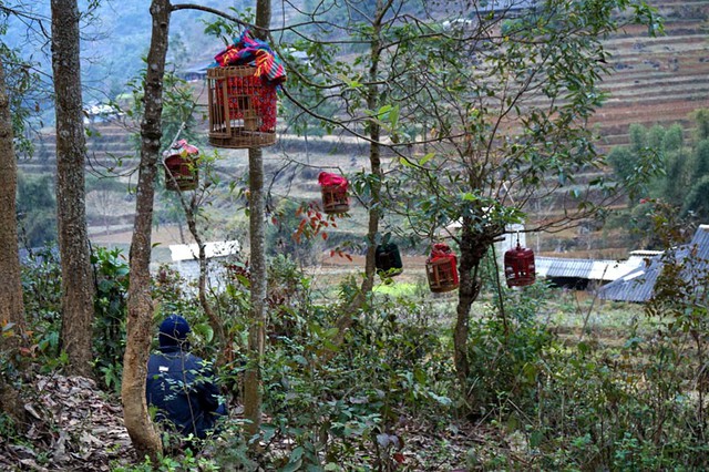 Chợ phiên, chợ chim, họa mi