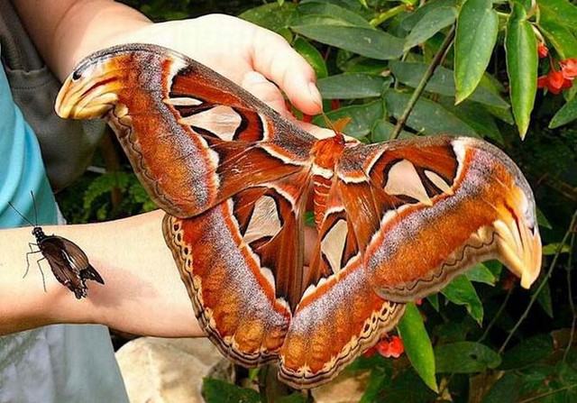 Một con bướm Atlas được phát hiện với đường kính cơ thể lên tới 30cm.