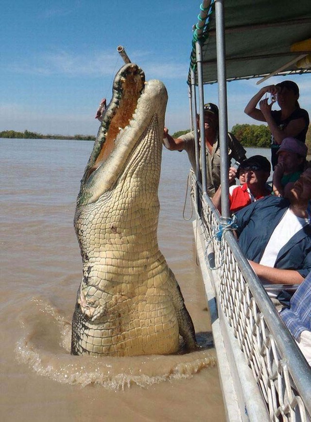 Cá sấu quái vật Brutus khét sông Adelaide, Australia có chiều dài cơ thể lên tới 5,5 mét.