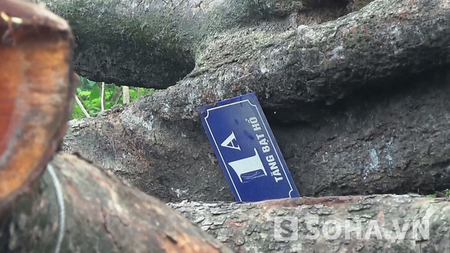 Chiếc biển báo tên đường vẫn còn dính trên thân cây bị chặt.