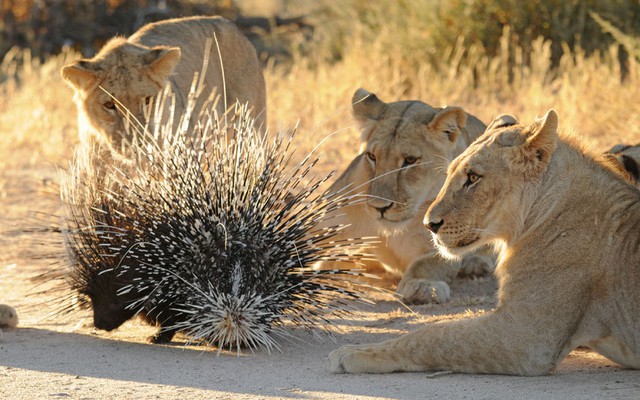 Đàn sư tử bao vây một con nhím trên sa mạc Kalahari, Nam Phi.