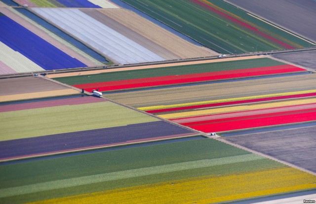 Những cánh đồng hoa tuyệt đẹp gần công viên Keukenhof ở Lisse, Hà Lan.