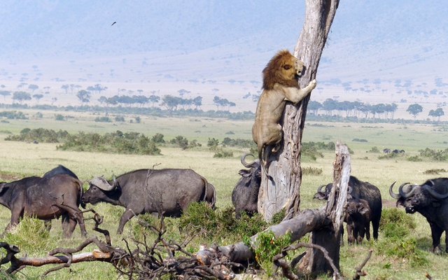 Một con sư tử cuống cuồng leo lên cây để trốn trâu rừng hung dữ trong vườn quốc gia Maasai Mara, Kenya.
