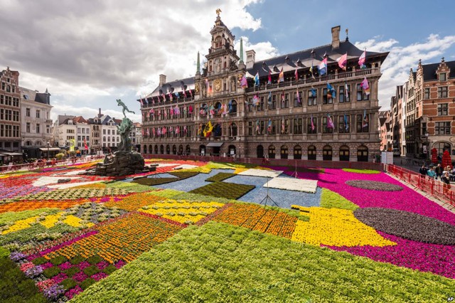 Hơn 173.000 chậu cây cảnh và theo dược được đặt cùng nhau để tạo thành thảm hoa trước hội trường thành phố Antwerp, Bỉ.
