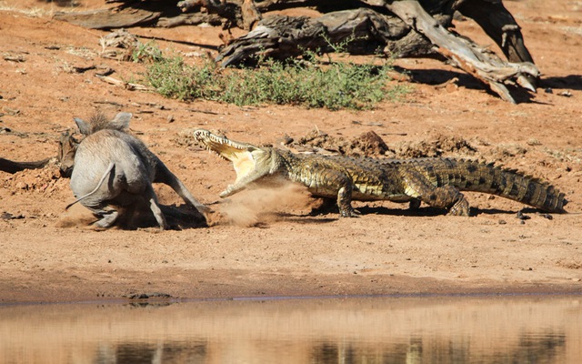 Nhiếp ảnh gia Coen Van Den Berg ghi lại cảnh tượng cá sấu tấn công lợn lòi gần một hố nước trong vườn quốc gia Kruger, Nam Phi.