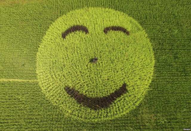 Hình mặt cười được tạo trên cánh đồng lúa ở tỉnh Chiết Giang, Trung Quốc.