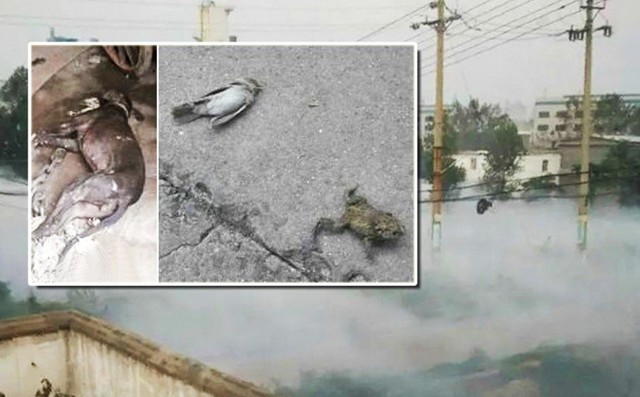 Ảnh đăng tải lên mạng xã hội cho thấy chó, chim và ếch chết do nhiễm khí độc.