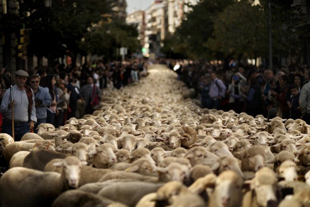 Hơn 2.000 con cừu diễu hành trên đường phố ở thành phố Madrid, Tây Ban Nha, để bảo vệ quyền di cư của động vật.