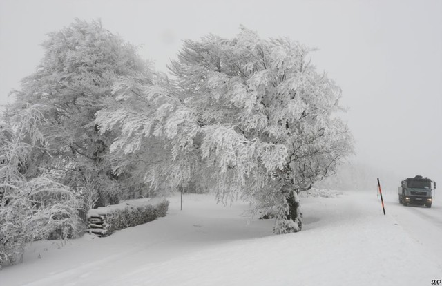 Chiếc xe tải di chuyển qua hàng cây phủ kín tuyết trắng tại vùng Schauinsland ở miền nam nước Đức.