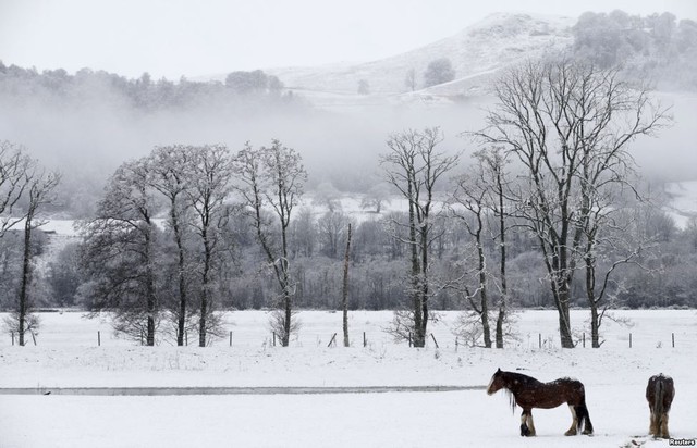 Cặp ngựa đứng trên cánh đồng phủ đầy tuyết trắng ở Perthshire, Scotland.