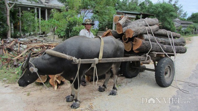 Tập kết gỗ, củi lên xe trâu.