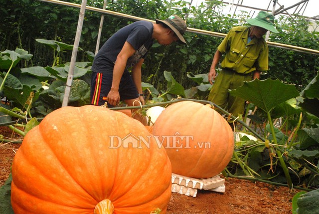 
Cuối năm 2010, tình cờ một lần lên mạng ông Phan thấy nông dân ở châu Mỹ phải dùng cần cẩu để thu hoạch bí ngô, ông đã nhờ bạn sinh sống tại Mỹ mua cho 100 hạt bí giống với giá 70USD đem về trồng thử nghiệm.
