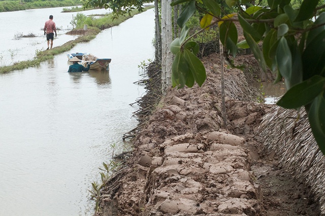 Nếu nước biển dâng cao thêm 0,2m, khoảng 706km2 đất ở ĐBSCL bị ngập. Nếu dâng cao 0,6m sẽ có khoảng 994km2 đất bị. Nếu mực nước biển dâng cao 1m, ĐBSCL sẽ mất từ 15.000 đến 20.000 km2 đất. Trong ảnh: 2 người đàn ông đắp bờ ngăn nước biển vào nhà tại ấp Chà Và (Lâm Hải, Năm Căn, Cà Mau), vùng đất thấp nhất ĐBSCL.