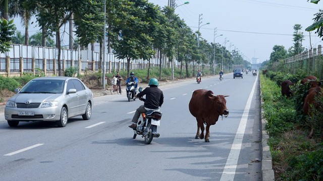 
Những chú bò gặm cỏ ngay vệ đường xong lại thong dong tập thể dục khiến các phương tiện lưu thông ngược chiều lấn ra giữa làn đường, uy hiếp phương tiện đi đúng chiều
