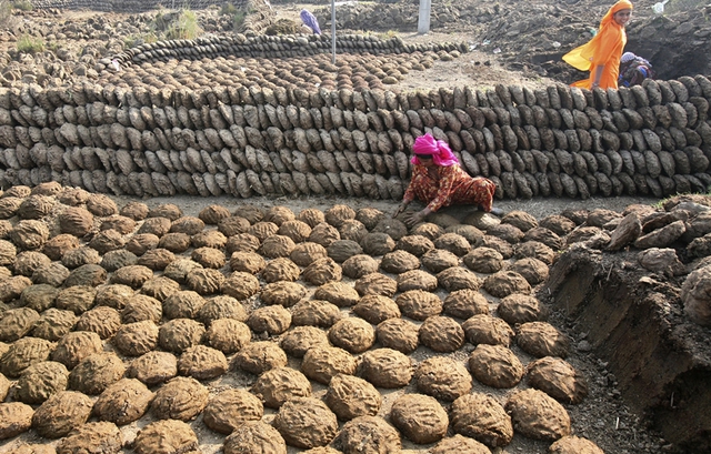 
Chả phân bò được làm từ phân bò và cỏ, sau đó phơi thật khô.
