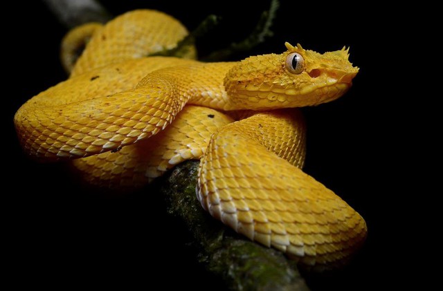 eyelash viper