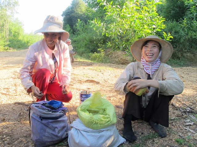 Hạt dẻ được thương lái mua ngay tại cửa rừng.