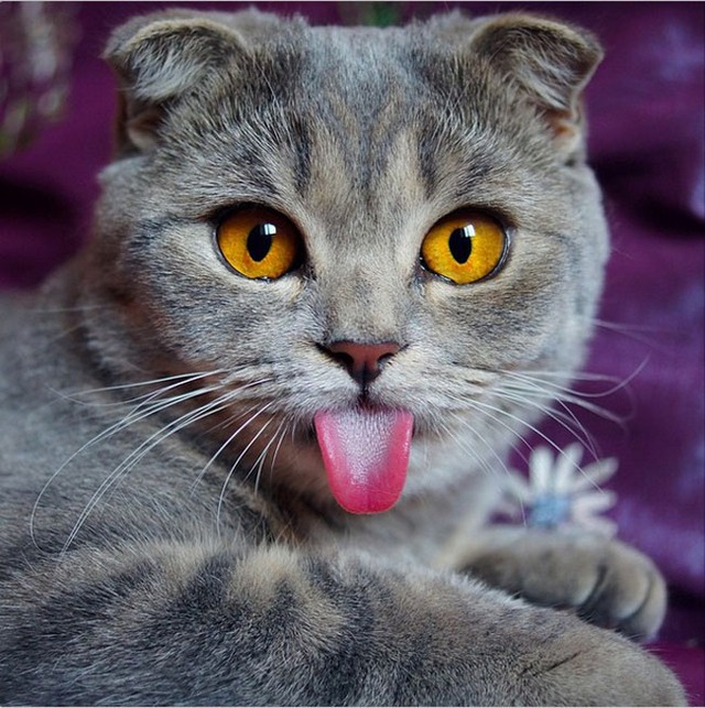Con mèo lè lưỡi là một vật nuôi đáng yêu và hài hước. Những hình ảnh của chúng sẽ khiến bạn cười nghiêng ngả và cảm thấy thư giãn. Hãy xem những khoảnh khắc đáng yêu của con mèo lè lưỡi để đem lại tiếng cười cho mình.