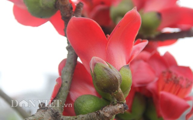 Ngam cay gao “nhi” no hoa khien dan choi bonsai me man