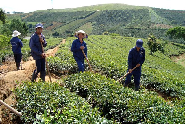 
Vùng chè Cầu Đất (Đà Lạt) nổi tiếng từ thời Pháp.
