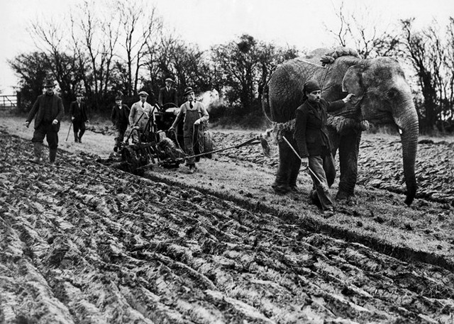 Chú voi Baby đang làm đồng gần Towcester, phía Bắc nước Anh năm 1939.