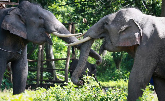Voi Thoong Ngân (phải) đùa giỡn với voi Thoong Khăm tại khuôn viên Vườn quốc gia Yok Đôn.