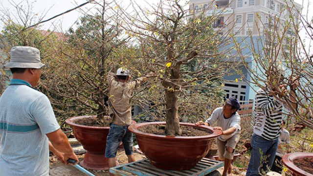 Những cây mai loại lớn, có giá trên dưới 100 triệu đồng đang được nhiều công ty, cơ quan ưa chuộng,