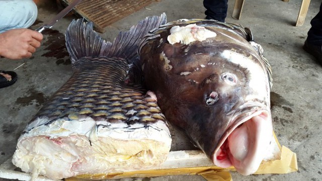 
Con cá 110kg trên được bán với giá 150 triệu đồng. Trong hình là con cá khi đã được xẻ thịt. Ảnh: Vietnamnet
