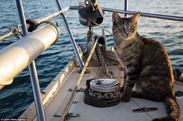 Hiện nay Georgie đã trở thành một trong những chú mèo du hành thành thục nhất và đi theo vợ chồng Johnson tới 13 nước. Chú mèo thậm chí còn dám... nhảy xuống biển để bơi vài lần.