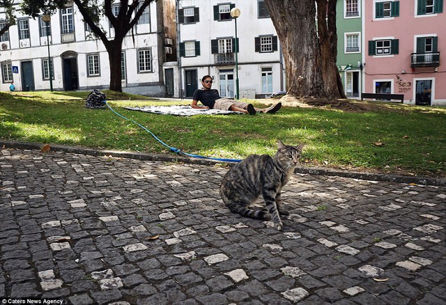 Matt nằm thoải mái khi đi picnic cùng chú mèo của 2 vợ chồng tại Horta, quần đảo Azores, Bồ Đào Nha.