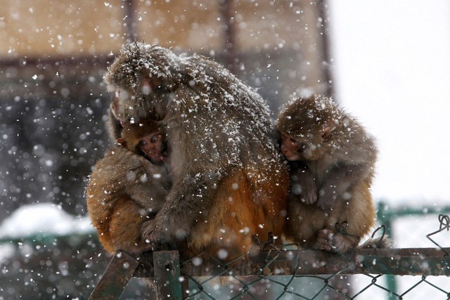 Khỉ tuyết ôm nhau để giữ ấm dưới mưa tuyết ở Tangmarg, Ấn Độ.