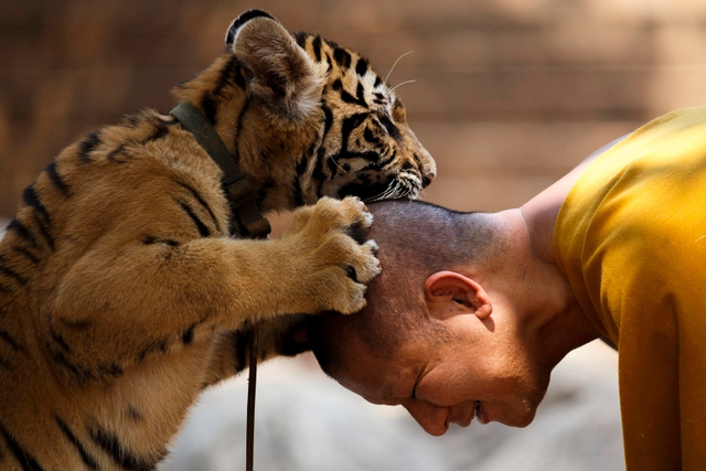 Nhà sư chơi đùa với hổ con ở Kanchanaburi, Thái Lan.