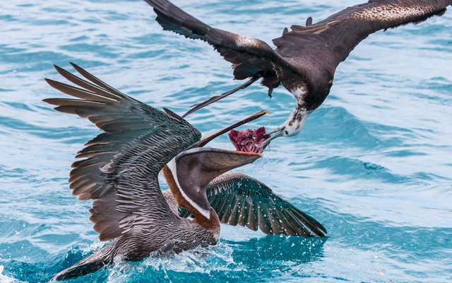 Chim chiến cướp mồi của một con bồ nông ở ngoài khơi quần đảo Galapagos.