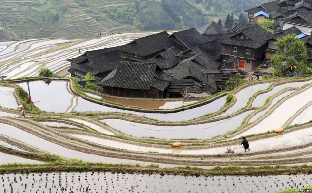 Nông dân cày trên ruộng bậc thang ở tỉnh Quý Châu, Trung Quốc.