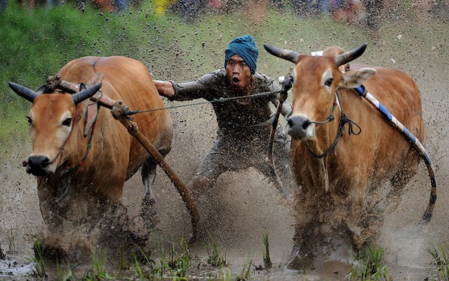Lễ hội đua bò truyền thống Pacu Jawi được tổ chức hàng năm trên ruộng lúa để mừng kết thúc một mùa vụ ở tình Sumatra, Indonesia.