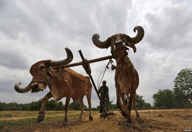 Người nông dân dùng bò để cày ruộng ở ngoại ô thành phố Ahmedabad, Ấn Độ.