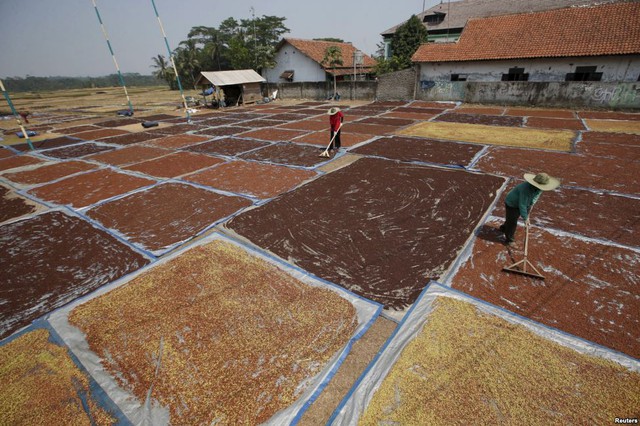 Nông dân phơi đinh hương được sử dụng để làm thuốc lá ở Purwakarta, Tây Java, Indonesia.