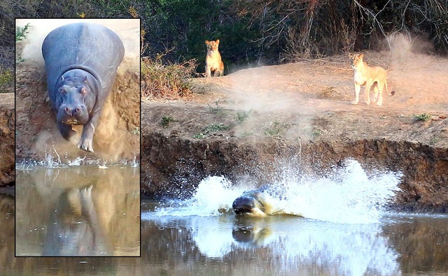 Hà mã sợ hãi nhảy xuống nước tháo chạy sau khi bị đàn sư tử bao vây trên bờ sông trong công viên động vật hoang dã Karongwe, Nam Phi.